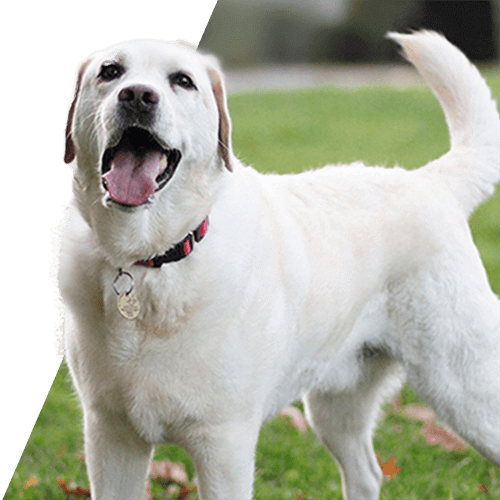 DogIQ